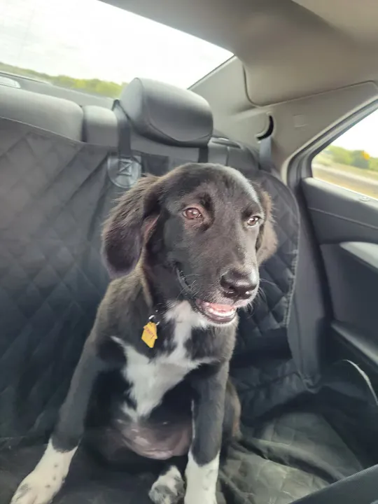 Truvy as a puppy, sitting in the back seat ready for a ride.