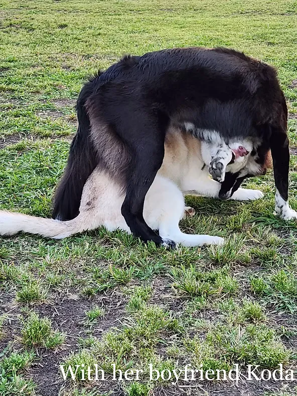 Truvy playing on the grass with her friend Koda. The photo reads: With her boyfriend Koda.