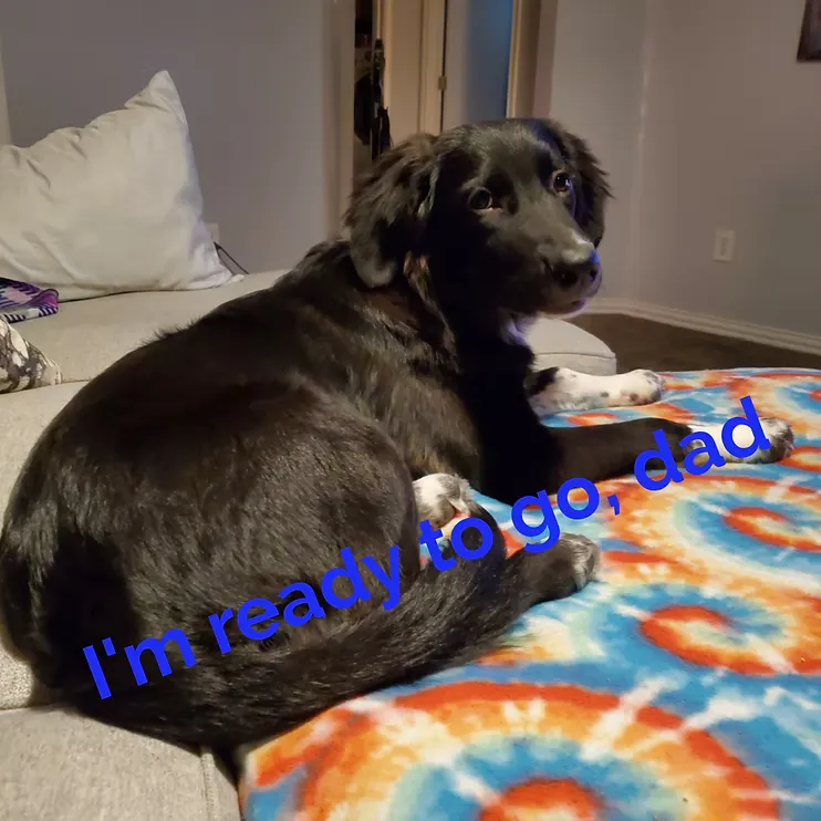 Truvy curled up on a colorful blanket. The photo reads: I'm ready to go, dad.