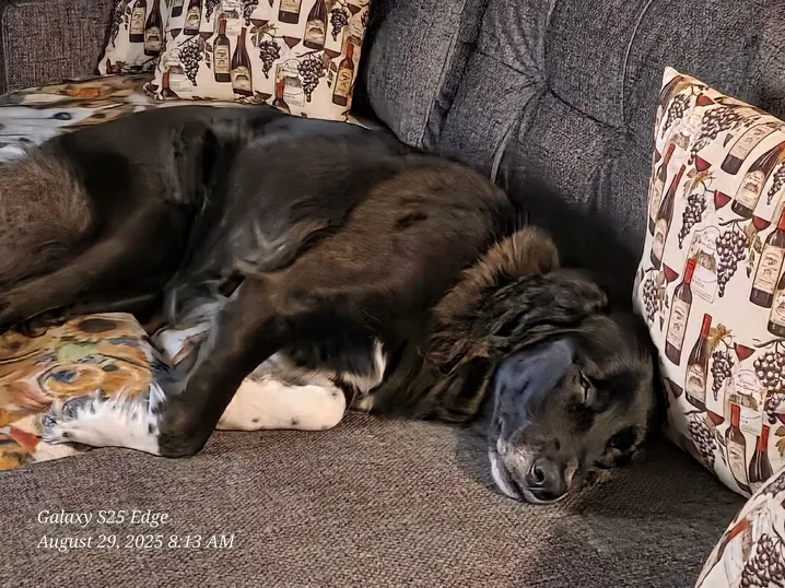 Truvy stretched out for a nap on the RV sofa.